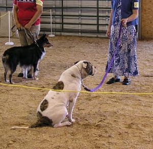 American Bulldog Breeder in  Michigan
